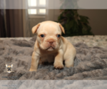Small #1 French Bulldog