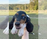 Small Photo #2 Basset Hound Puppy For Sale in LAWRENCEBURG, TN, USA