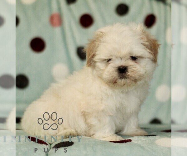 Medium Photo #3 Shih Tzu Puppy For Sale in BIRD IN HAND, PA, USA