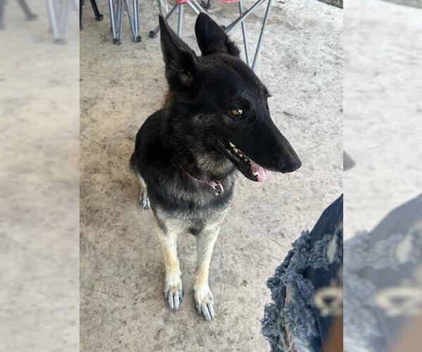 Medium Photo #1 German Shepherd Dog Puppy For Sale in San Antonio, TX, USA