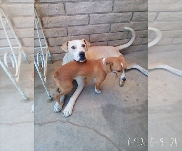 Medium Photo #1 Labrador Retriever-Unknown Mix Puppy For Sale in Apple Valley, CA, USA