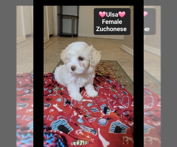 Medium Photo #3 Havanese-Zuchon Mix Puppy For Sale in TUCSON, AZ, USA