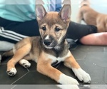 Small #1 Shiba Inu