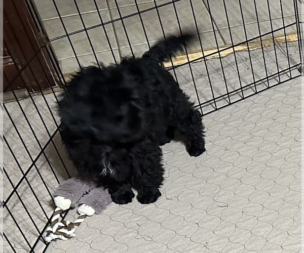 Medium Photo #8 ShihPoo Puppy For Sale in GLOUCESTER, VA, USA