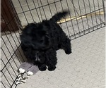 Small #7 ShihPoo
