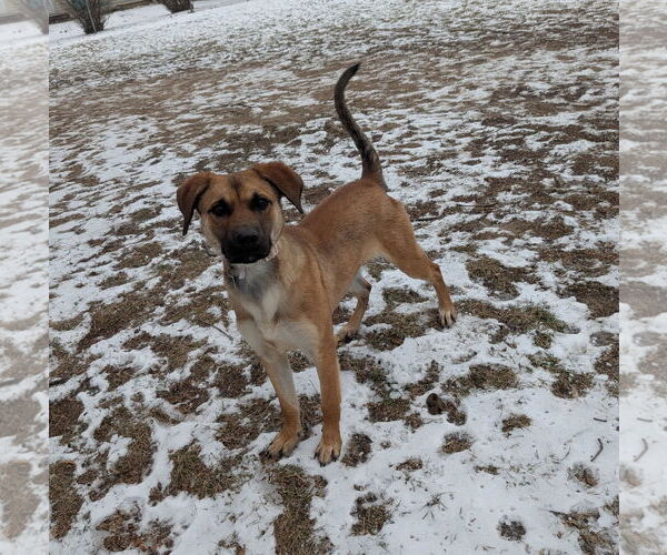 Medium Photo #3 Mountain Cur-Unknown Mix Puppy For Sale in Plainfield, IL, USA