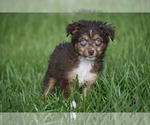 Small #4 Miniature Australian Shepherd
