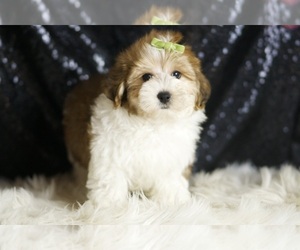 YorkiePoo Puppy for sale in WARSAW, IN, USA