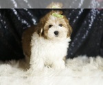 Small YorkiePoo
