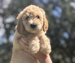 Puppy Pink Collar Goldendoodle