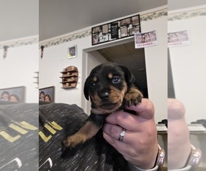 Dachshund Puppy for sale in SPIRO, OK, USA