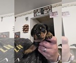 Image preview for Ad Listing. Nickname: Black and tan f