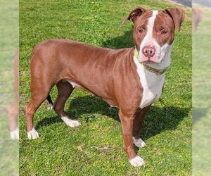 Mutt Dogs for adoption in Akron, OH, USA