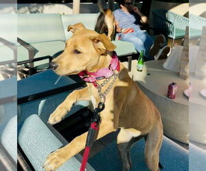 Trixie - Female Labrador Retriever-Unknown Mix Dog for Adoption - Photo #2