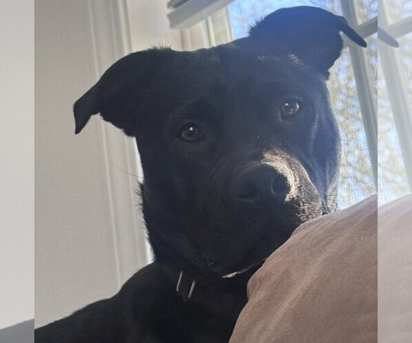 Medium Photo #21 Mutt Puppy For Sale in Fargo, ND, USA