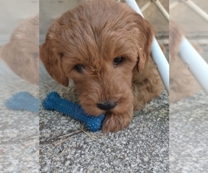 Goldendoodle Puppy for sale in DEERFIELD BCH, FL, USA