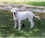 Phineas - Male Labrador Retriever Puppy for Sale - Photo #3
