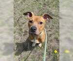 Small #5 American Pit Bull Terrier Mix