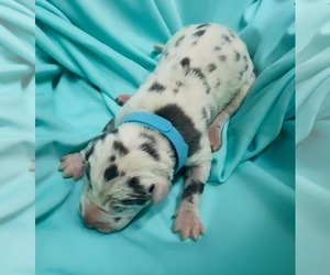 Great Dane Puppy for sale in MARSHVILLE, NC, USA