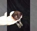 Small Photo #3 German Shorthaired Pointer Puppy For Sale in SAINT GEORGE, SC, USA