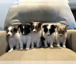 Shetland Sheepdog Puppy for Sale in CUMBERLAND, Maryland USA