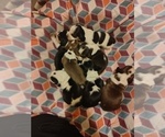 Small Photo #27 Beagle Puppy For Sale in BOWLING GREEN, MO, USA