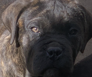 Cane Corso Puppy for sale in ENGLEWOOD, CO, USA