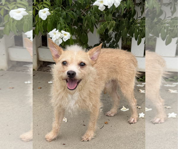 Medium Photo #2 Mutt Puppy For Sale in Newport Beach, CA, USA