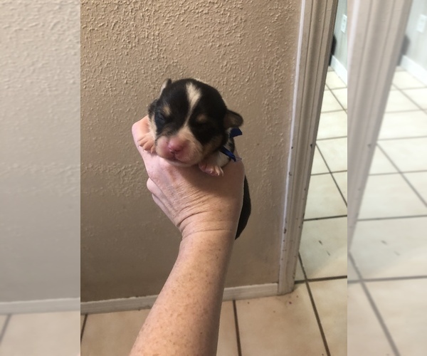 Medium Photo #5 Pembroke Welsh Corgi Puppy For Sale in RIVERVIEW, FL, USA