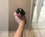 Small Photo #5 Pembroke Welsh Corgi Puppy For Sale in RIVERVIEW, FL, USA