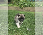 Puppy Pip Akita