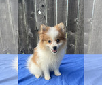 Small Photo #8 Pomeranian Puppy For Sale in GREENWOOD, IN, USA