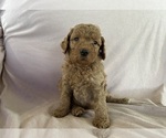 Puppy Aspen Poodle (Standard)