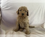 Puppy 7 Poodle (Standard)