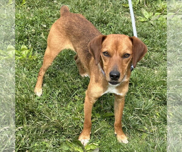 Medium Photo #3 Doxle Puppy For Sale in Batavia, OH, USA