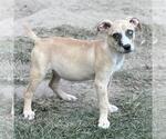 Small #3 Australian Shepherd Mix