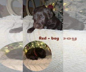Labradoodle Puppy for sale in GADSDEN, AL, USA