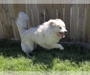 Chow Chow-Great Pyrenees Mix Dogs for adoption in Houston, TX, USA