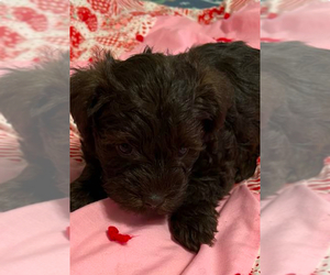 Schnauzer (Miniature) Puppy for sale in SALUDA, SC, USA