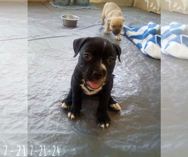 Medium Photo #13 Bulldog-Unknown Mix Puppy For Sale in Apple Valley, CA, USA