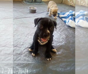 Gamora-in a foster home - Female Boxer-Unknown Mix Dog for Adoption - Photo #13