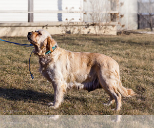Mother of the Golden Retriever puppies born on 01/06/2025