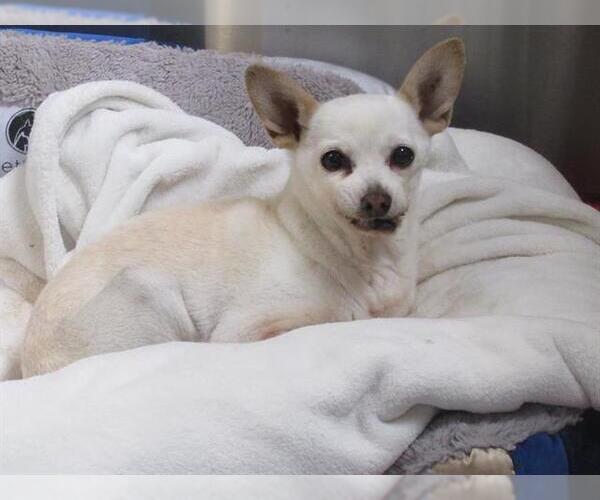 Medium Photo #1 Chihuahua Puppy For Sale in Orange, CA, USA