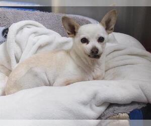Chihuahua Dogs for adoption in Orange, CA, USA