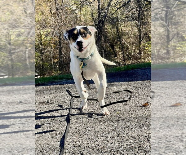 Medium Photo #12 Mutt Puppy For Sale in Springdale, PA, USA