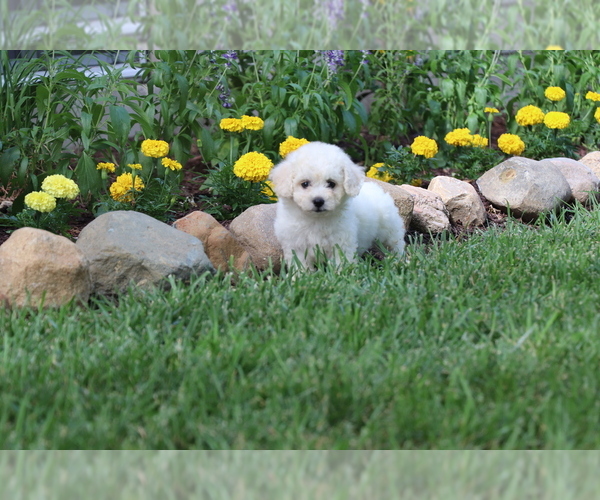 Medium Photo #3 Bichon Frise Puppy For Sale in HUMBOLDT, IL, USA