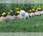 Small Photo #20 Bichon Frise Puppy For Sale in HUMBOLDT, IL, USA