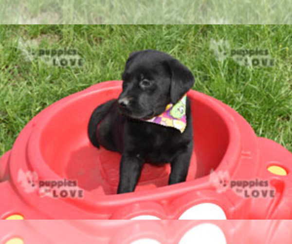 Medium Photo #5 Labrador Retriever Puppy For Sale in SANGER, TX, USA