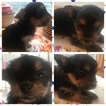 Small Photo #3 Yorkshire Terrier Puppy For Sale in COOKSTOWN, NJ, USA