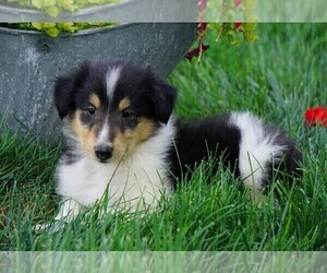 Collie Puppy for sale in FREDERICKSBG, OH, USA